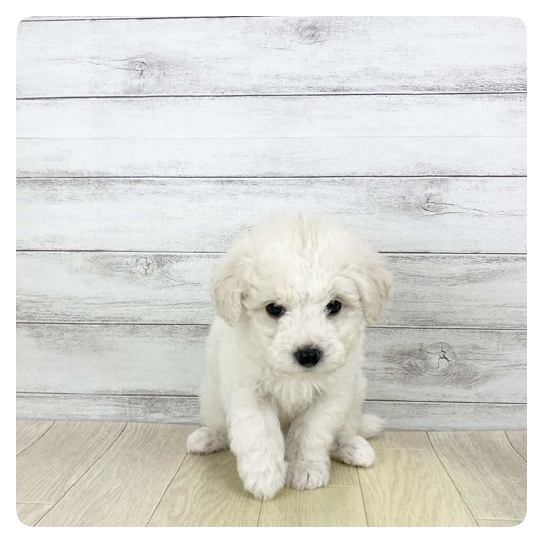 愛知県のビションフリーゼ (犬の家＆猫の里一宮店/2025年10月24日生まれ/男の子/ホワイト)の子犬