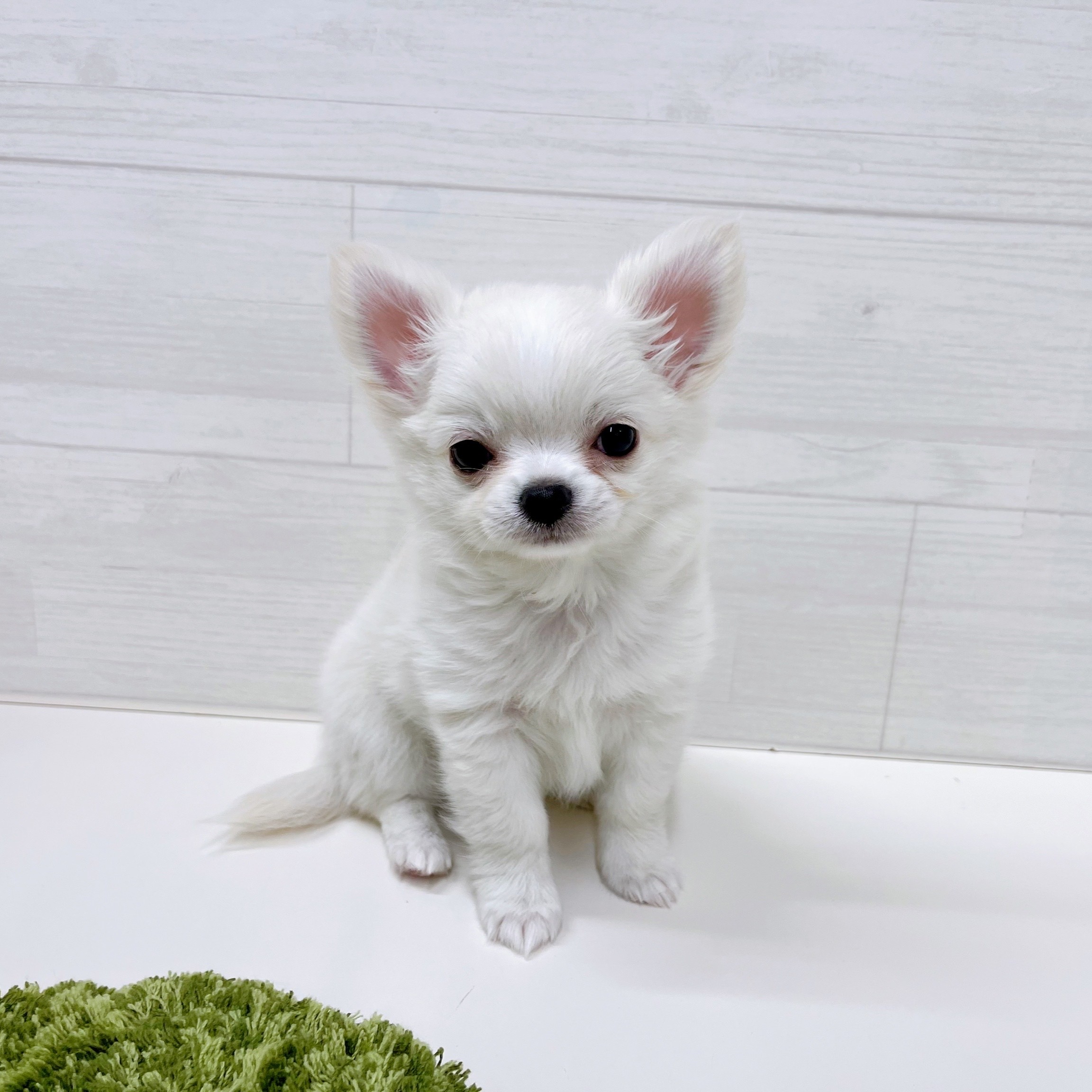 石川県のチワワ(ロング) (犬の家＆猫の里アミーゴ金沢おこばた店/2025年10月20日生まれ/男の子/クリームホワイト)の子犬の1枚目の画像