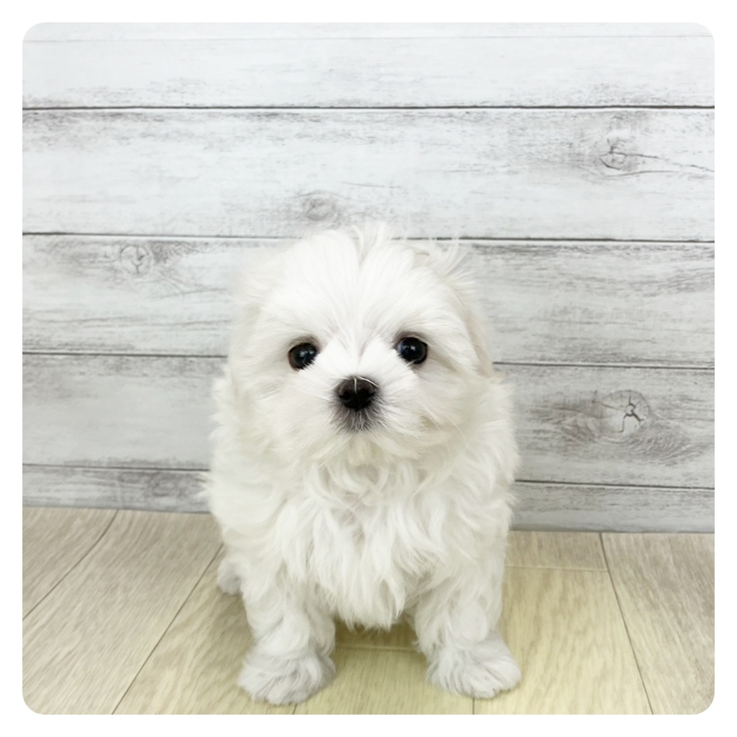 マルチーズ女の子の写真