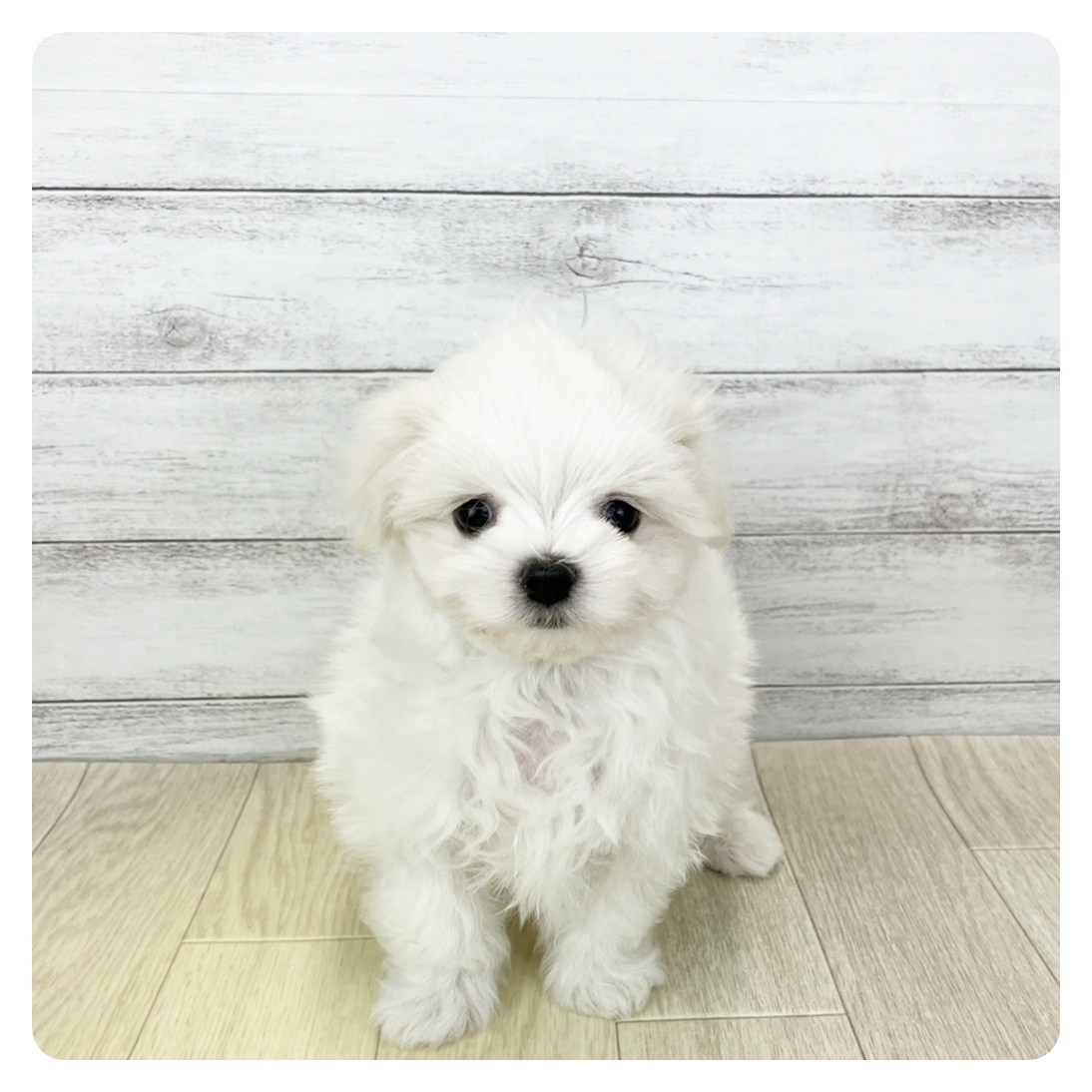 マルチーズ男の子の写真