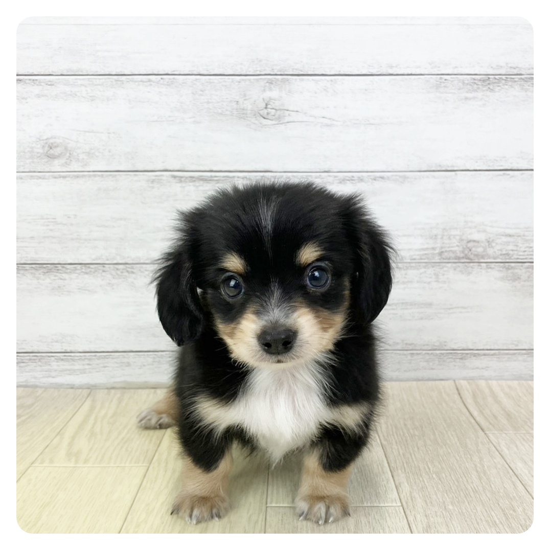 ハーフ犬男の子の写真