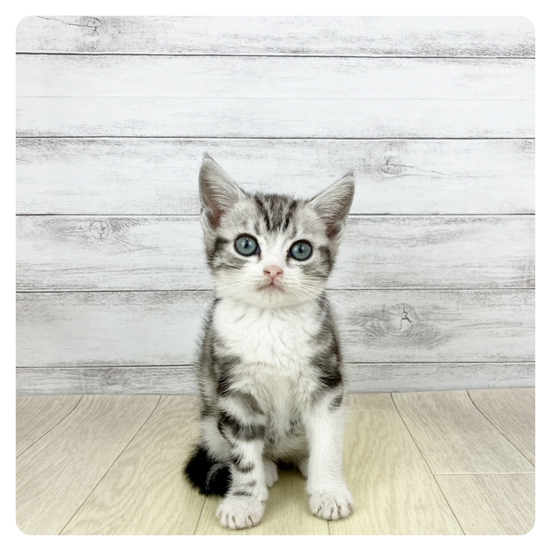 アメリカンショートヘア男の子の写真