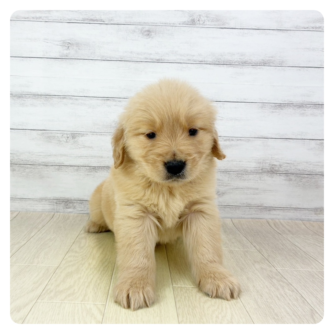 愛知県のゴールデンレトリバー (犬の家＆猫の里岡崎店/2025年10月27日生まれ/女の子/ゴールデン)の子犬の4枚目の画像