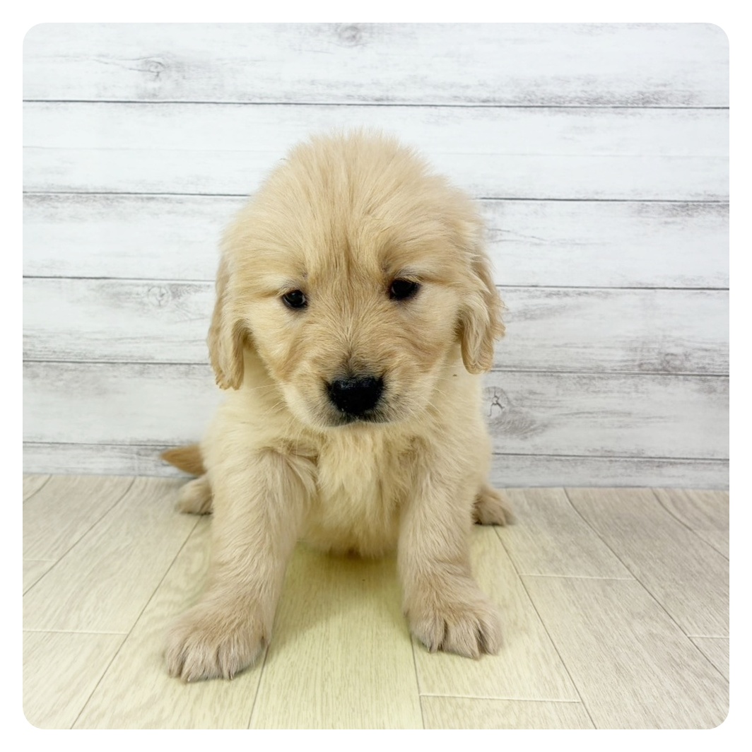 石川県のゴールデンレトリバー (犬の家＆猫の里アミーゴ金沢有松店/2025年10月27日生まれ/女の子/ゴールデン)の子犬の2枚目の画像