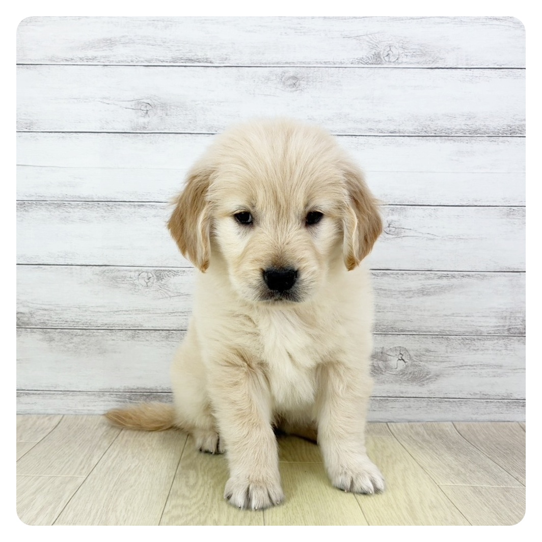 愛知県のゴールデンレトリバー (犬の家＆猫の里碧南店/2025年10月27日生まれ/女の子/ゴールデン)の子犬