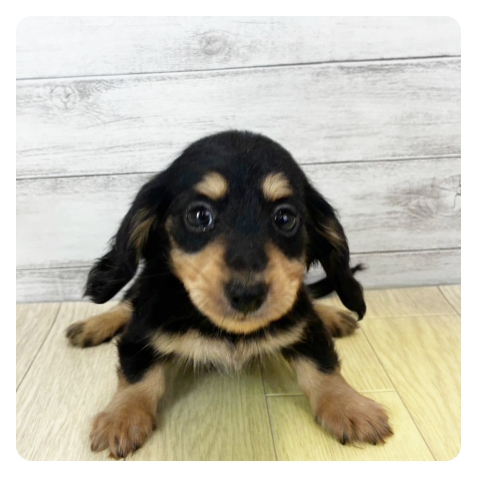 富山県のカニンヘンダックスフンド(ロング) (犬の家＆猫の里富山店/2025年10月17日生まれ/女の子/ブラックイエロー)の子犬の2枚目の画像