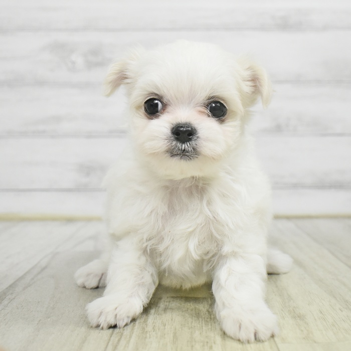 愛知県のチワマル/マルチワ(チワワ×マルチーズ) (犬の家＆猫の里豊田店/2025年10月26日生まれ/男の子/ホワイトクリーム)の子犬