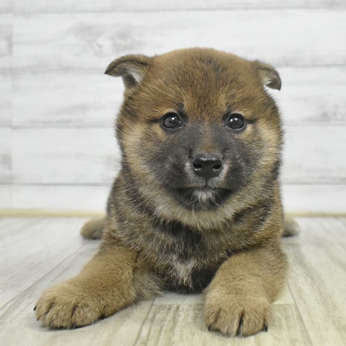 静岡県の柴犬(標準サイズ) (犬の家＆猫の里MEGAドン・キホーテ袋井店/2025年10月27日生まれ/男の子/赤)の子犬の4枚目の画像