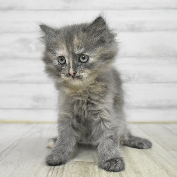 愛知県のサイベリアン (犬の家＆猫の里豊川インター店/2025年10月27日生まれ/女の子/ブルークリーム)の子猫