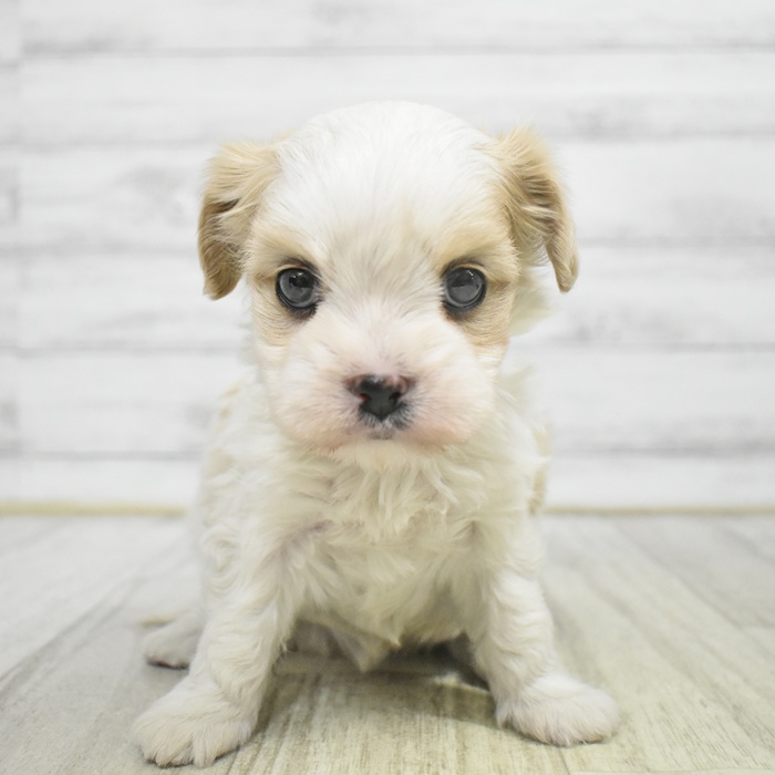 神奈川県のマルキャバ/キャバチーズ(マルチーズ×キャバリア) (犬の家＆猫の里モザイクモール港北店/2025年10月25日生まれ/女の子/ホワイトフォーン)の子犬