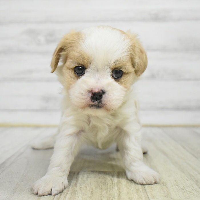 静岡県のマルキャバ/キャバチーズ(マルチーズ×キャバリア) (犬の家＆猫の里プレ葉ウォーク浜北店/2025年10月25日生まれ/女の子/ホワイトフォーン)の子犬