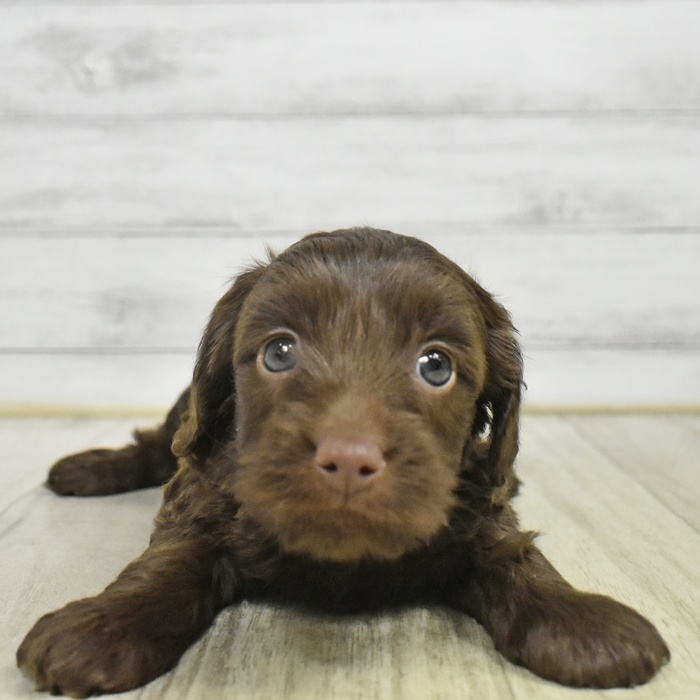 愛知県のダップー(ダックス×プードル) (犬の家＆猫の里岡崎店/2025年10月28日生まれ/女の子/ブラウン)の子犬