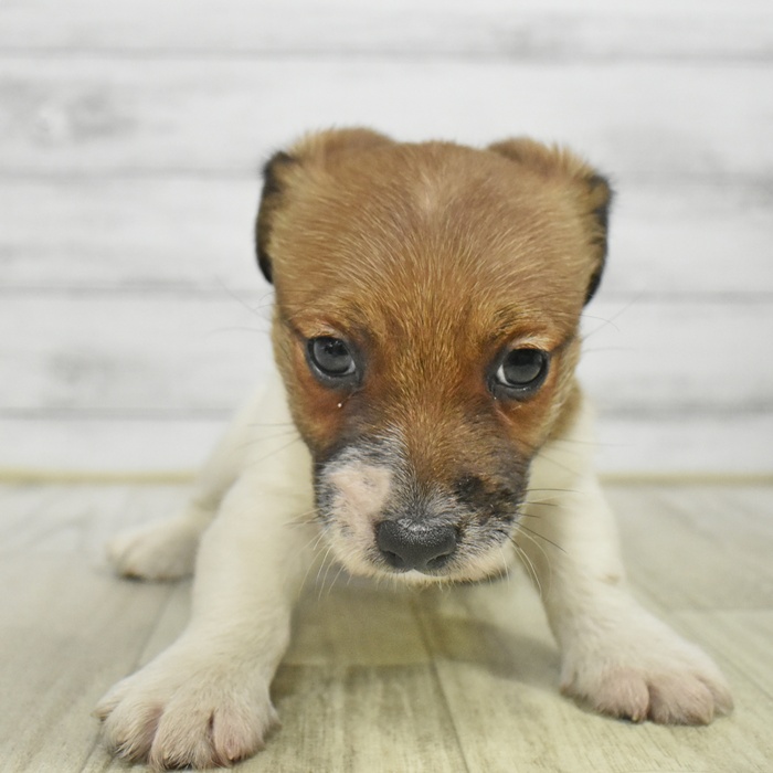 神奈川県のジャックラッセルテリア (犬の家＆猫の里小田原店/2025年10月25日生まれ/女の子/ホワイトタン)の子犬の3枚目の画像