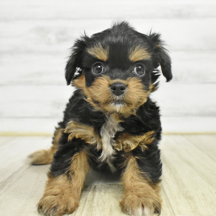 福岡県のチワプー/プーチー(チワワ×プードル) (犬の家＆猫の里トリアス久山店/2025年10月24日生まれ/女の子/ブラックタンホワイト)の子犬