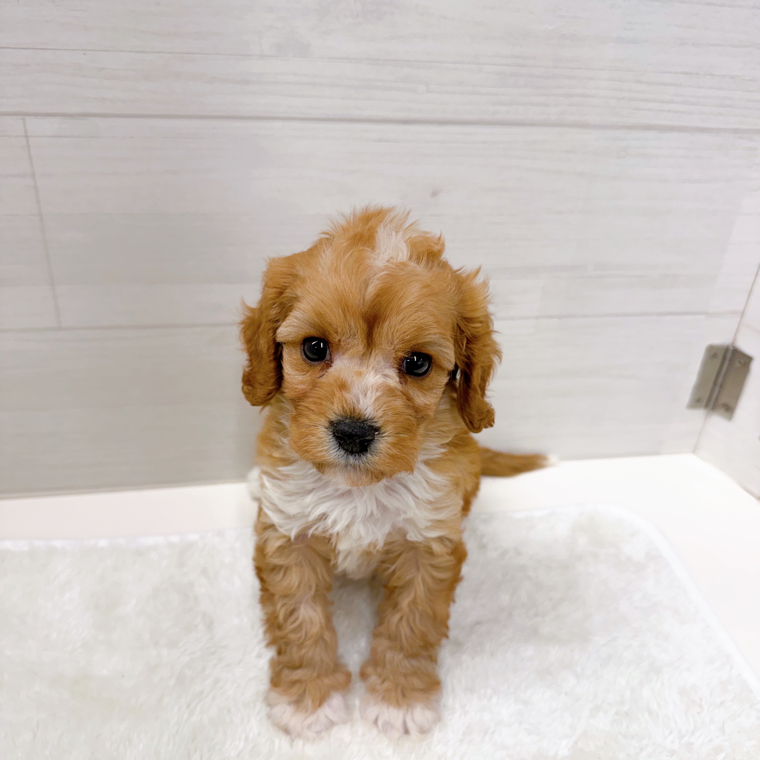 石川県のキャバプー(キャバリア×プードル) (犬の家＆猫の里アミーゴ金沢おこばた店/2025年10月27日生まれ/男の子/レッドホワイト)の子犬