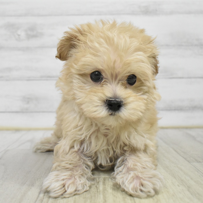 静岡県のマルプー(マルチーズ×プードル) (犬の家＆猫の里マークイズ静岡店/2025年10月25日生まれ/男の子/アプリコット)の子犬