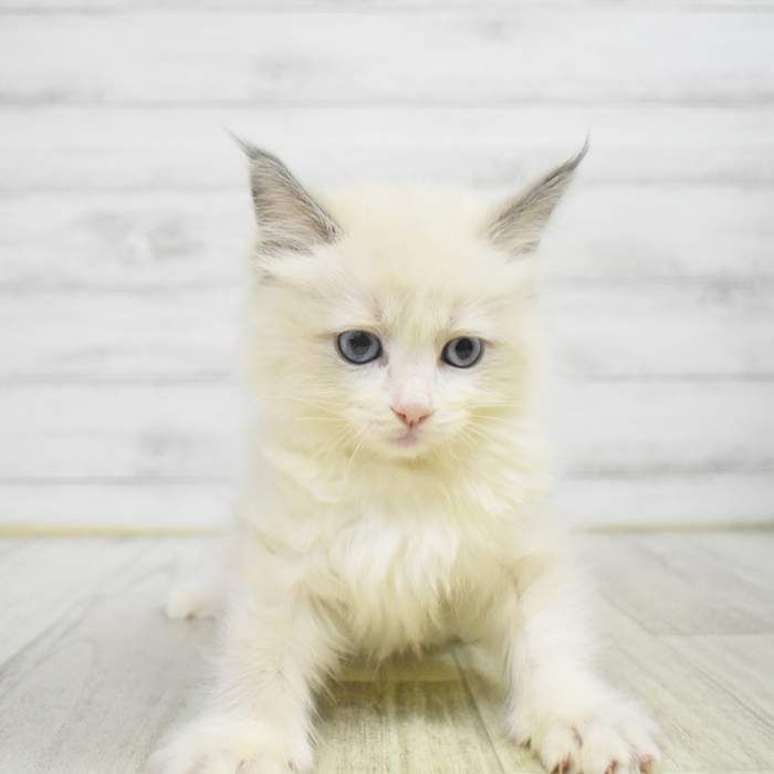 静岡県のラグドール (犬の家＆猫の里富士店/2025年10月25日生まれ/女の子/ブルーポイントバイカラー)の子猫