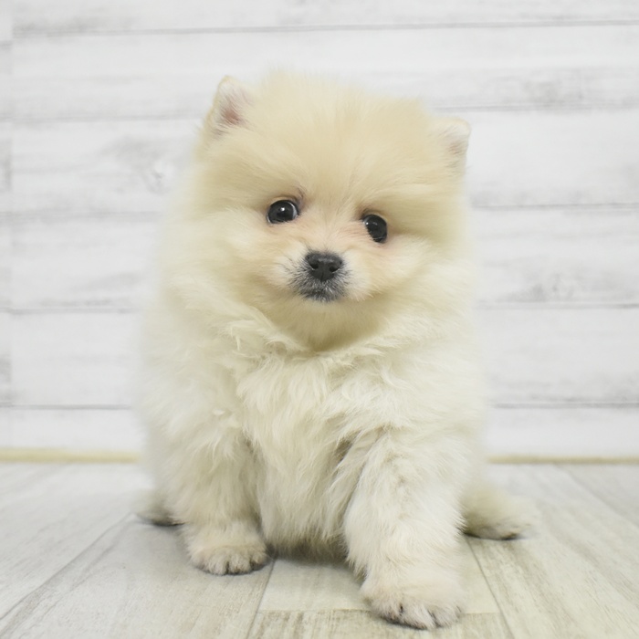 静岡県のポメラニアン (犬の家＆猫の里藤枝店/2025年10月27日生まれ/男の子/クリーム)の子犬の2枚目の画像
