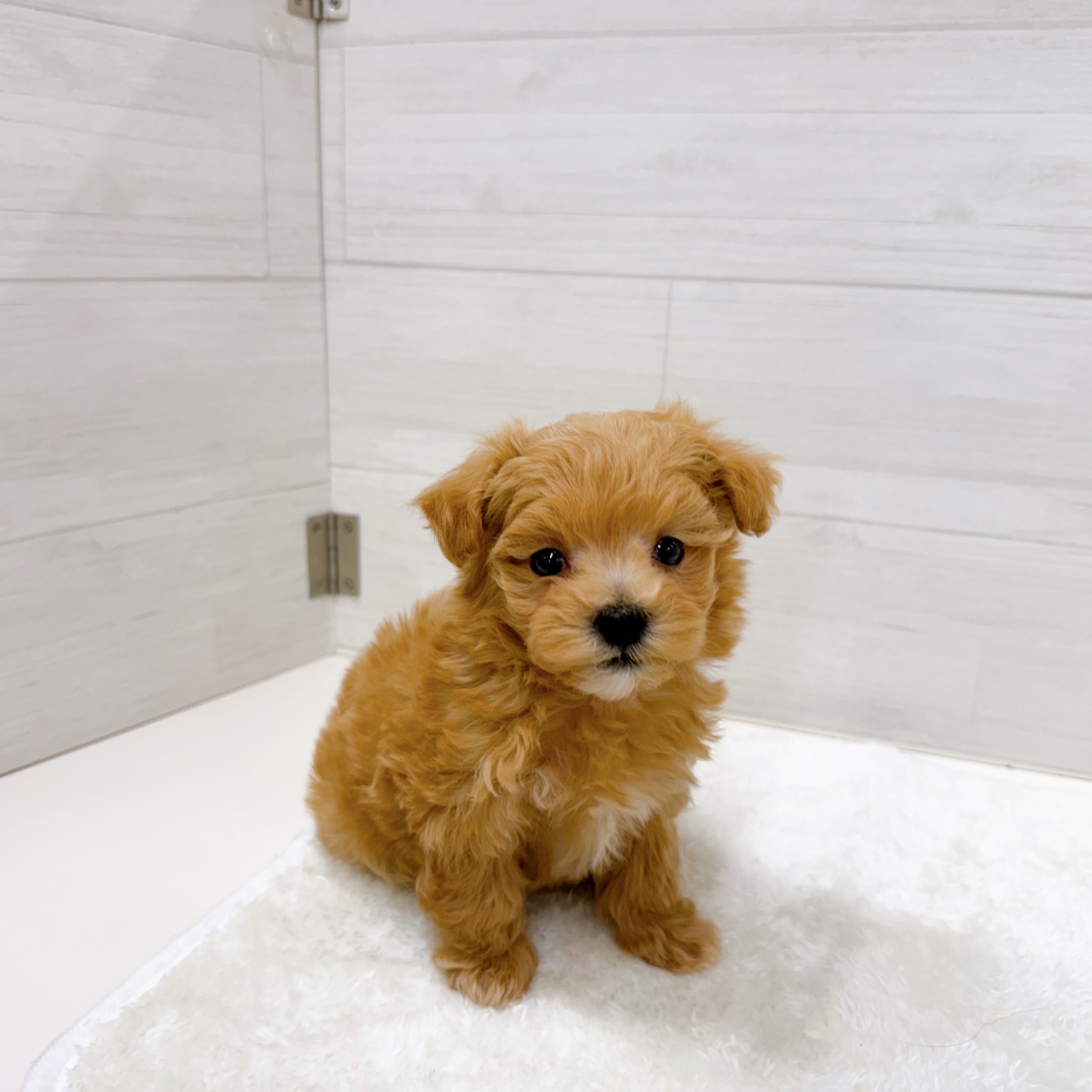 石川県のマルプー(マルチーズ×プードル) (犬の家＆猫の里アミーゴ金沢おこばた店/2025年10月28日生まれ/男の子/アプリコット)の子犬の1枚目の画像