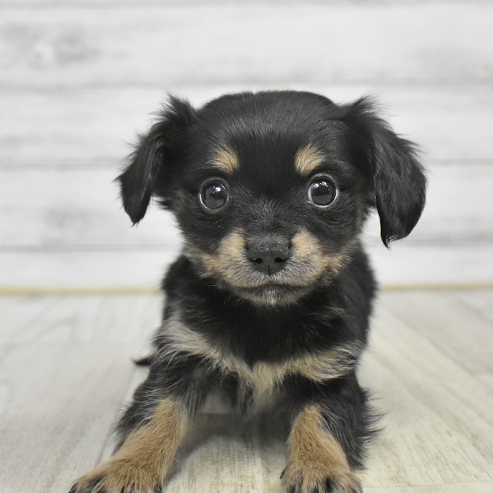 神奈川県のチワックス(チワワ×ダックス) (犬の家＆猫の里相模原店/2025年10月28日生まれ/男の子/ブラックタン)の子犬