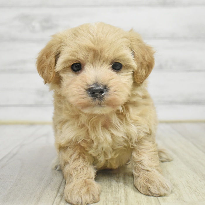 石川県のマルプー(マルチーズ×プードル) (犬の家＆猫の里アミーゴ金沢有松店/2025年10月27日生まれ/男の子/アプリコット)の子犬