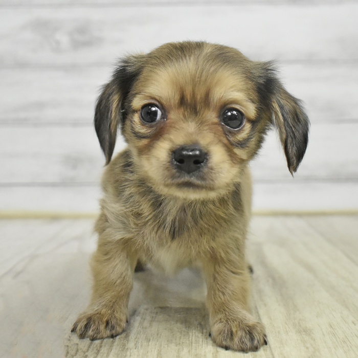 長野県のチワックス(チワワ×ダックス) (犬の家＆猫の里長野店/2025年10月28日生まれ/男の子/レッド)の子犬