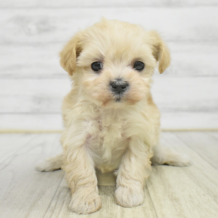 愛知県のマルプー(マルチーズ×プードル) (犬の家＆猫の里岡崎店/2025年10月27日生まれ/女の子/アプリコット)の子犬