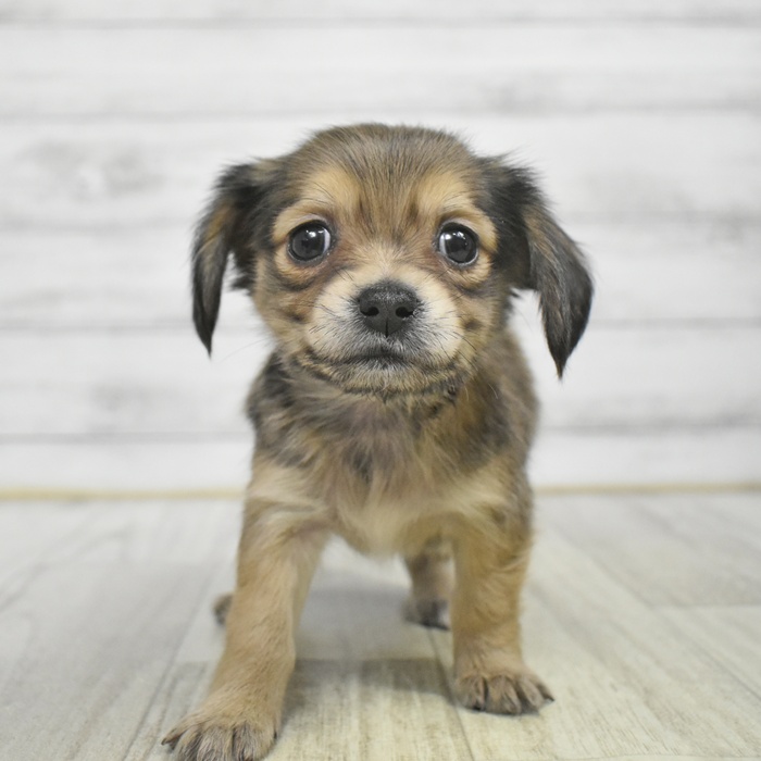 千葉県のチワックス(チワワ×ダックス) (犬の家＆猫の里ワンズモール稲毛店/2025年10月28日生まれ/女の子/レッド)の子犬