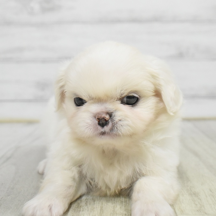 富山県のチワペキ/ペキチー/ペキチワ(チワワ×ペキニーズ) (犬の家＆猫の里アミーゴ山室店/2025年10月26日生まれ/男の子/ホワイト)の子犬