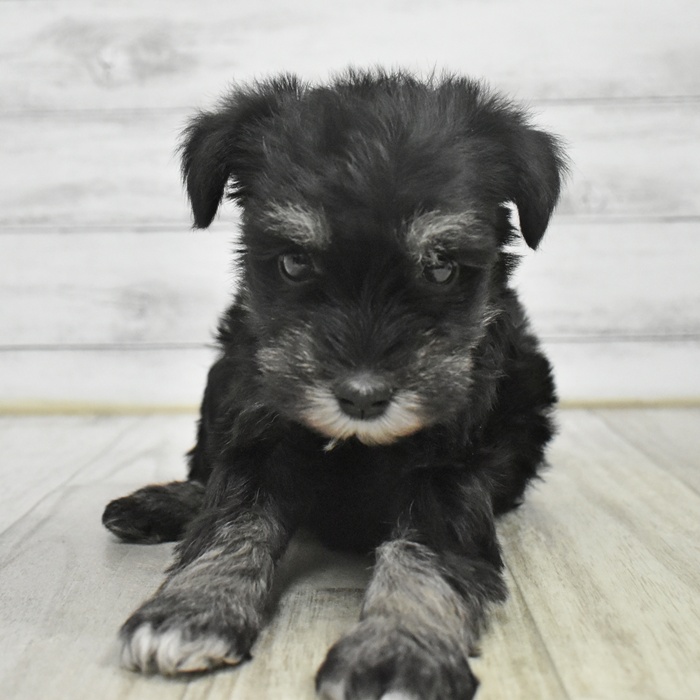 長野県のミニチュアシュナウザー (犬の家＆猫の里長野店/2025年10月27日生まれ/女の子/ブラックシルバー)の子犬の2枚目の画像