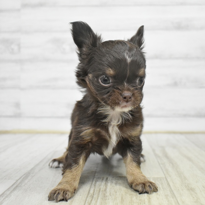 福岡県のチワワ(ロング) (犬の家＆猫の里シュロアモール筑紫野店/2025年10月26日生まれ/女の子/チョコレートタンホワイト)の子犬