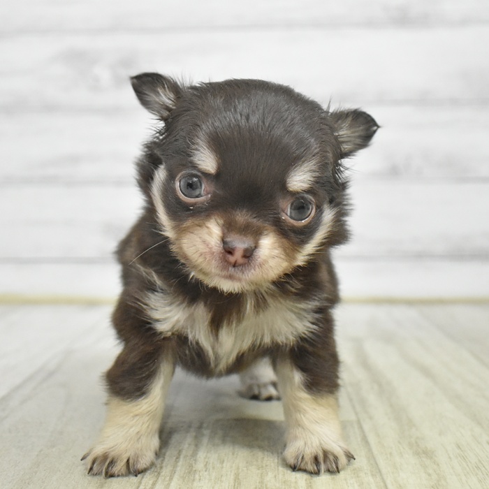 千葉県のチワワ(ロング) (犬の家＆猫の里BIGHOPガーデンモール印西店/2025年10月27日生まれ/女の子/チョコレートタンホワイト)の子犬