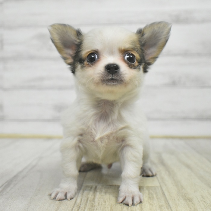 静岡県のチワワ(ロング) (犬の家＆猫の里マークイズ静岡店/2025年10月26日生まれ/男の子/パーティーカラー)の子犬の3枚目の画像