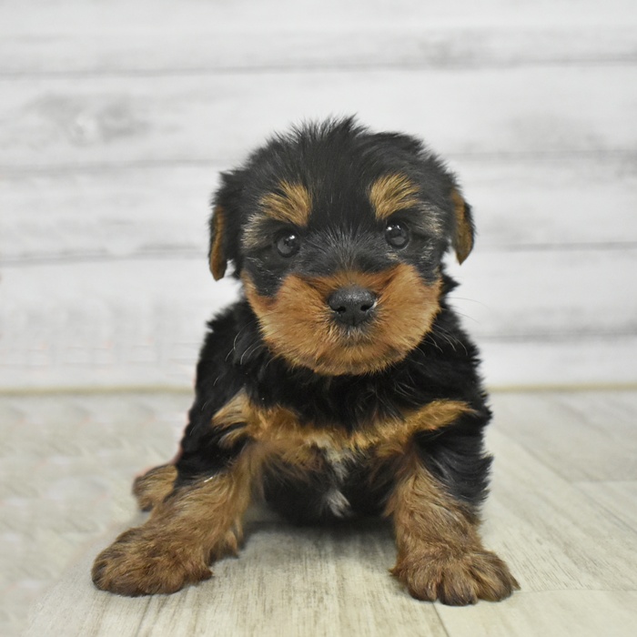 神奈川県のヨークシャーテリア (犬の家＆猫の里モザイクモール港北店/2025年10月27日生まれ/女の子/スチールブルータン)の子犬の3枚目の画像