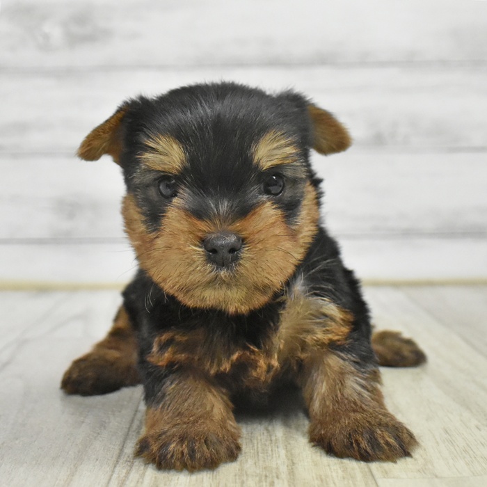 愛知県のヨークシャーテリア (犬の家＆猫の里豊田店/2025年10月25日生まれ/男の子/スチールブルータン)の子犬の2枚目の画像