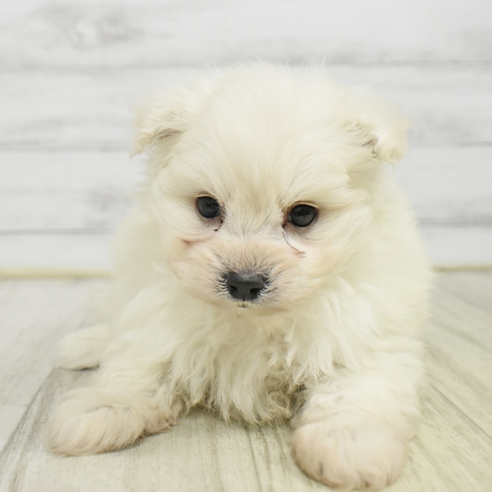 神奈川県のポメプー(ポメラニアン×プードル) (犬の家＆猫の里相模原店/2025年10月28日生まれ/男の子/ホワイト)の子犬