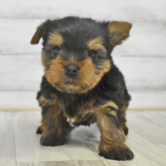 愛知県のヨークシャーテリア (犬の家＆猫の里豊川インター店/2025年10月25日生まれ/男の子/スチールブルータン)の子犬の2枚目の画像