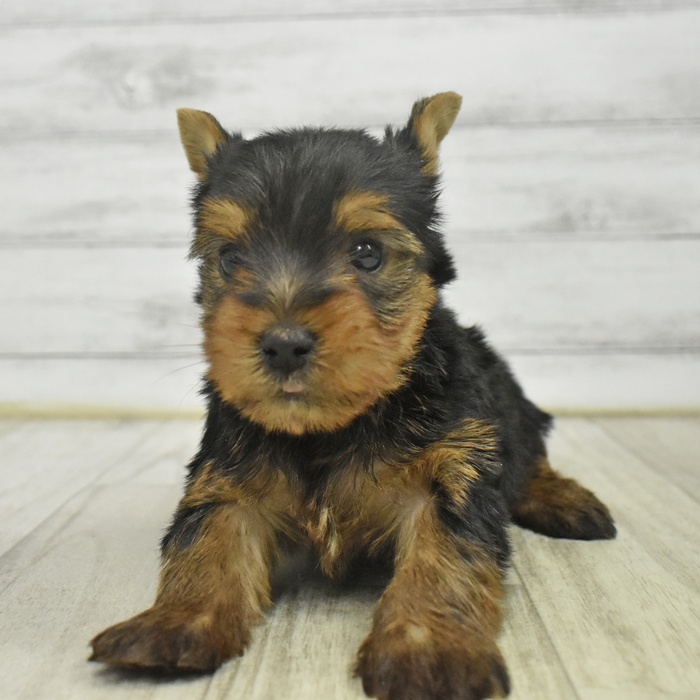 静岡県のヨークシャーテリア (犬の家＆猫の里マークイズ静岡店/2025年10月25日生まれ/男の子/スチールブルータン)の子犬の3枚目の画像