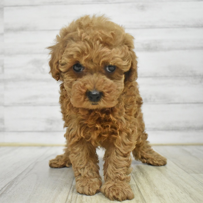 静岡県のトイプードル(トイ) (犬の家＆猫の里プレ葉ウォーク浜北店/2025年10月26日生まれ/男の子/レッド)の子犬の4枚目の画像