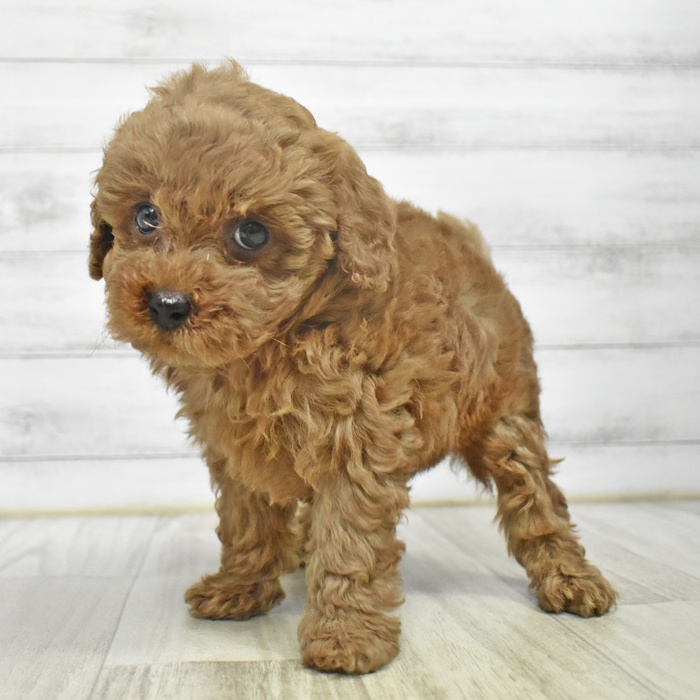 静岡県のトイプードル(トイ) (犬の家＆猫の里MEGAドン・キホーテ袋井店/2025年10月26日生まれ/男の子/レッド)の子犬