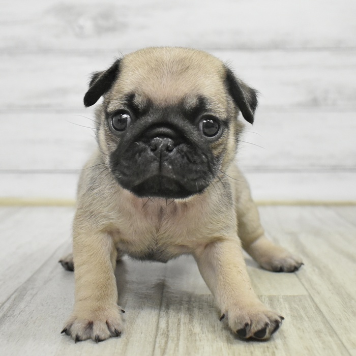 千葉県のパグ (犬の家＆猫の里BIGHOPガーデンモール印西店/2025年10月28日生まれ/男の子/フォーン)の子犬の2枚目の画像