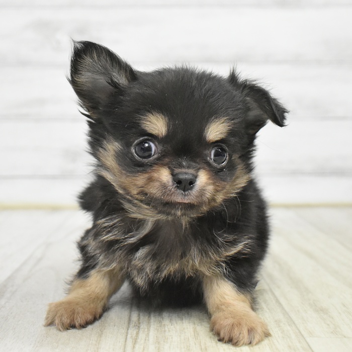 岐阜県のチワワ(ロング) (犬の家＆猫の里中津川店/2025年10月26日生まれ/男の子/ブラックタン)の子犬