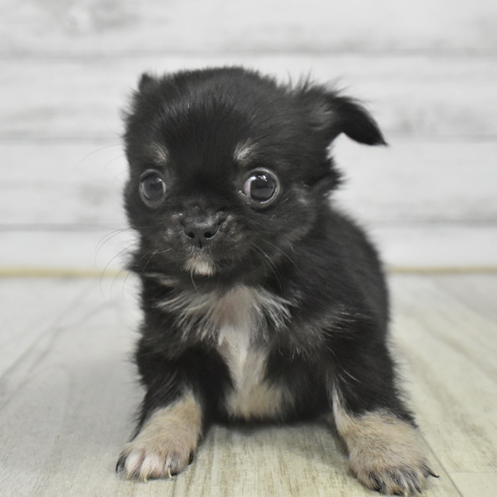 静岡県のチワワ(ロング) (犬の家＆猫の里MEGAドン・キホーテ袋井店/2025年10月26日生まれ/男の子/ブラックタンホワイト)の子犬