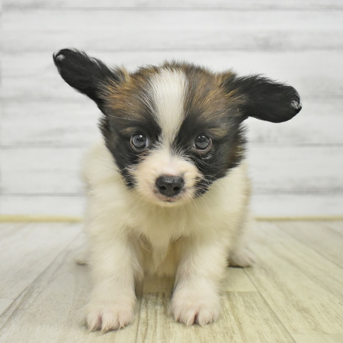 静岡県のパピヨン (犬の家＆猫の里富士店/2025年10月28日生まれ/男の子/ホワイトブラウン)の子犬の2枚目の画像