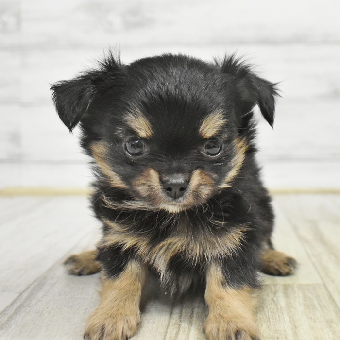 長野県のチワワ(ロング) (犬の家＆猫の里長野店/2025年10月27日生まれ/女の子/ブラックタン)の子犬の2枚目の画像