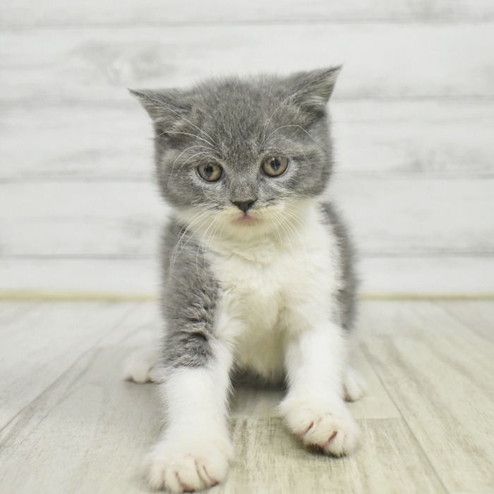 静岡県のブリティッシュショートヘアー (犬の家＆猫の里富士店/2025年10月28日生まれ/男の子/ブルーホワイト)の子猫