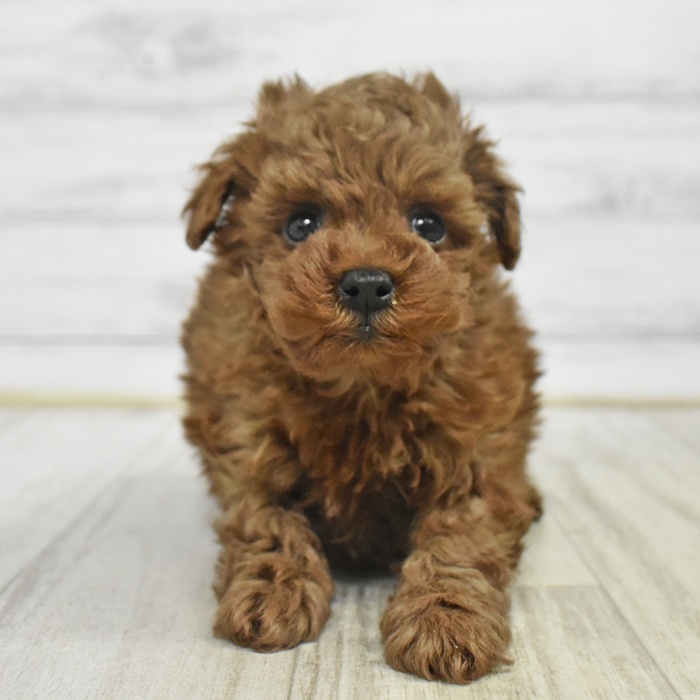 神奈川県のトイプードル(トイ) (犬の家＆猫の里小田原店/2025年10月28日生まれ/男の子/レッド)の子犬の4枚目の画像