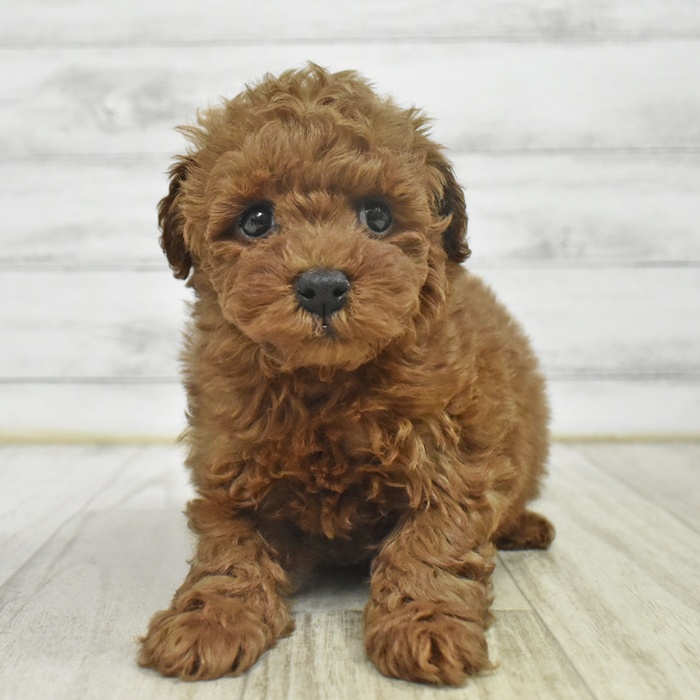 静岡県のトイプードル(トイ) (犬の家＆猫の里マークイズ静岡店/2025年10月28日生まれ/男の子/レッド)の子犬