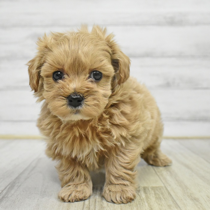 富山県のマルプー(マルチーズ×プードル) (犬の家＆猫の里富山店/2025年10月27日生まれ/男の子/クリームホワイト)の子犬