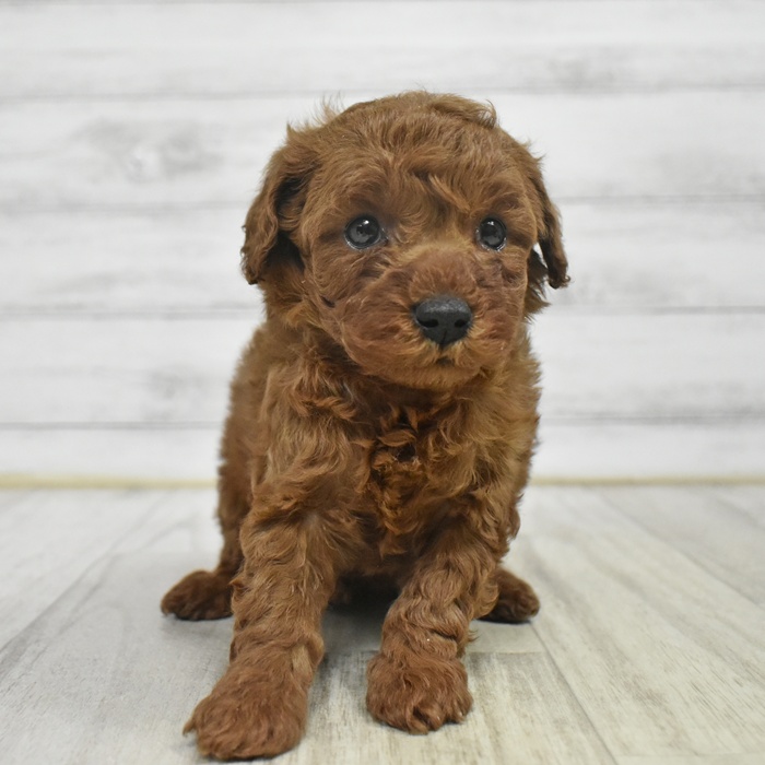 長野県のトイプードル(トイ) (犬の家＆猫の里塩尻店/2025年10月28日生まれ/女の子/レッド)の子犬の3枚目の画像